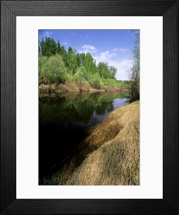 Framed Print : River Negustyah in middle current - typical river with dark waters (coloured by peat) on Siberian plains; a tributary of river Bolshoi Ugan, near Ugut settlement; Uganskii Nat. reserve, Siberia, Russia; spring Ug37. 0924 Framed Print : River Negustyah in middle current - typical river with dark waters (coloured by peat) on Siberian plains; a tributary of river Bolshoi Ugan, near Ugut settlement; Uganskii Nat. reserve, Siberia, Russia; spring Ug37. 0924