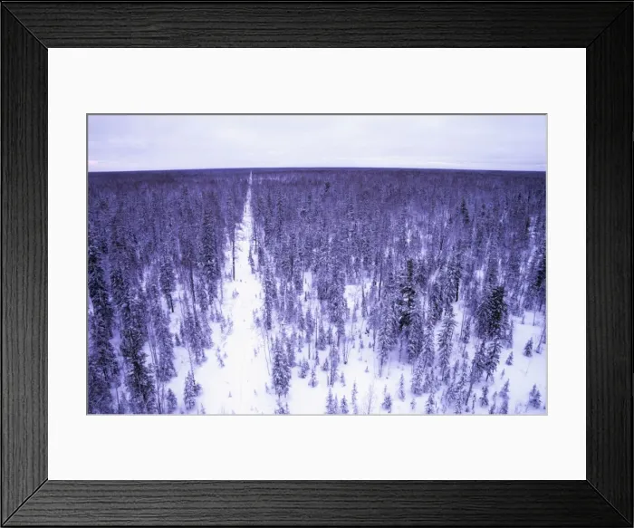 Framed Print : Taiga-forest in winter - Old oil-search cutting in snow-covered taiga-forest near river Taz; midwinter; North Tumen region, Siberia, Russia Tz30. 0611 Framed Print : Taiga-forest in winter - Old oil-search cutting in snow-covered taiga-forest near river Taz; midwinter; North Tumen region, Siberia, Russia Tz30. 0611