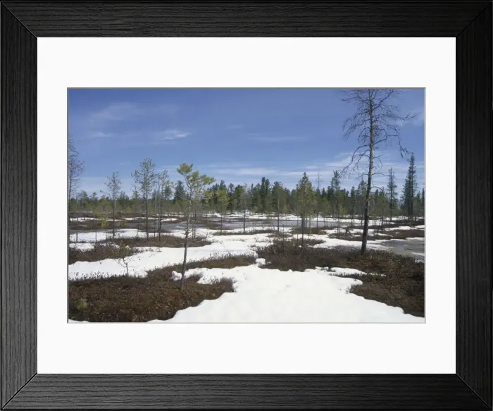 Framed Print : Semi-tundra in spring, Siberia Snow melts in semi-tundra, near river Taz; spring; North Tumen region, Siberia, Russia Tz30. 0624 Framed Print : Semi-tundra in spring, Siberia Snow melts in semi-tundra, near river Taz; spring; North Tumen region, Siberia, Russia Tz30. 0624