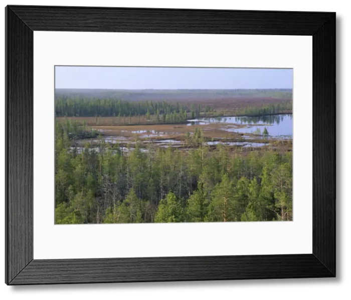 Framed Print : Taiga-forest and marshes near river Taz, typical; spring; North Tumen region, Siberia, Russia Tz30. 0649 Framed Print : Taiga-forest and marshes near river Taz, typical; spring; North Tumen region, Siberia, Russia Tz30. 0649