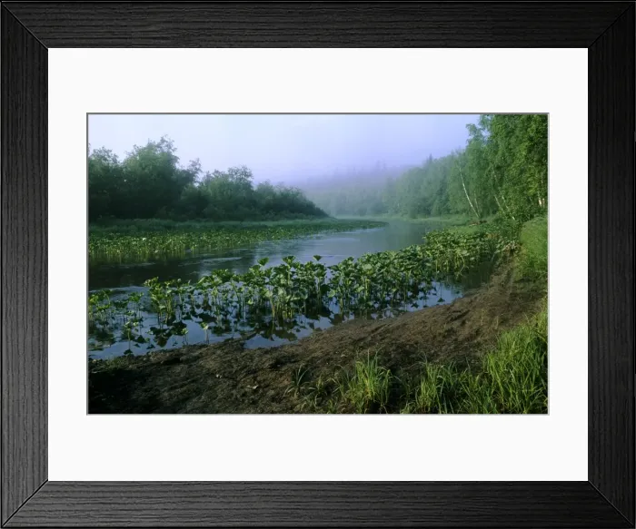 Framed Print : Morning mist over river Serga, early morning; summer; typical in Middle Ural Mountains region, Russia Ur31. 0110 Framed Print : Morning mist over river Serga, early morning; summer; typical in Middle Ural Mountains region, Russia Ur31. 0110