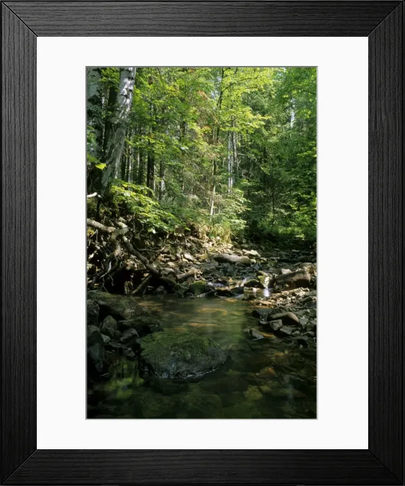 Framed Print : Sunlight on small stream in a forest, typical mixed forest scene in river Serga basin; summer; Middle Ural Mountains region, Russia Ur31. 0111 Framed Print : Sunlight on small stream in a forest, typical mixed forest scene in river Serga basin; summer; Middle Ural Mountains region, Russia Ur31. 0111