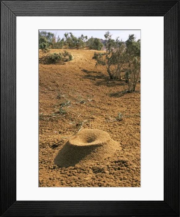 Framed Print : Egypt - Crater-shaped entrance of a termite's termitarium, typical in an uninhabited oasis on a salt water spring in Arabian desert approx. 50 km from Hurghada town (Red Sea shore); January Eg39. 0098 Framed Print : Egypt - Crater-shaped entrance of a termite's termitarium, typical in an uninhabited oasis on a salt water spring in Arabian desert approx. 50 km from Hurghada town (Red Sea shore); January Eg39. 0098