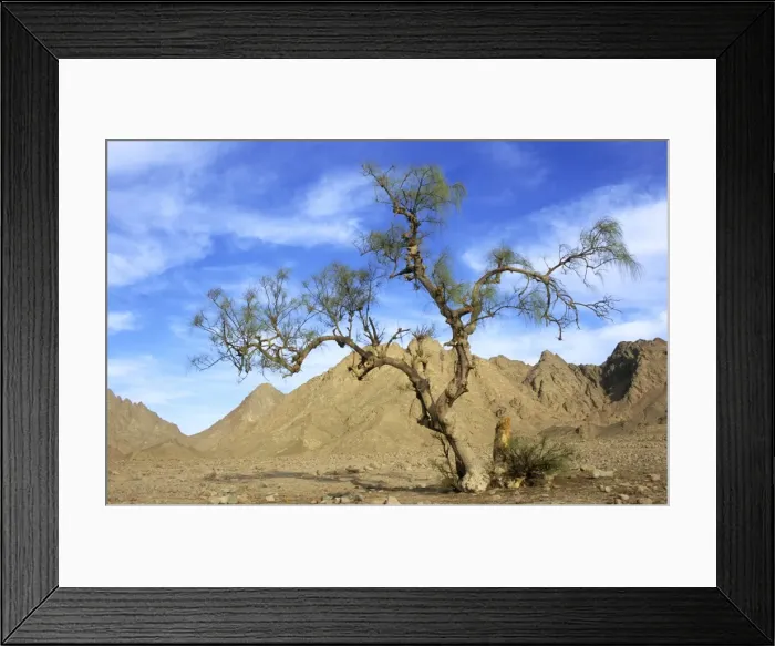 Framed Print : Egypt - a Tamarix tree in a small valley in Arabian desert approx. 50 km from Hurghada town (Red Sea shore). A windy day in January. Eg39. 0234
