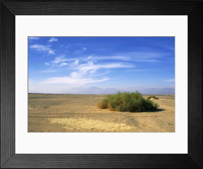 Framed Print : Egypt - a typical morning scene with Zilla spinoza bushes in Arabian desert approx. 50 km from Hurghada town (Red Sea shore), January Eg39. 0260 Framed Print : Egypt - a typical morning scene with Zilla spinoza bushes in Arabian desert approx. 50 km from Hurghada town (Red Sea shore), January Eg39. 0260