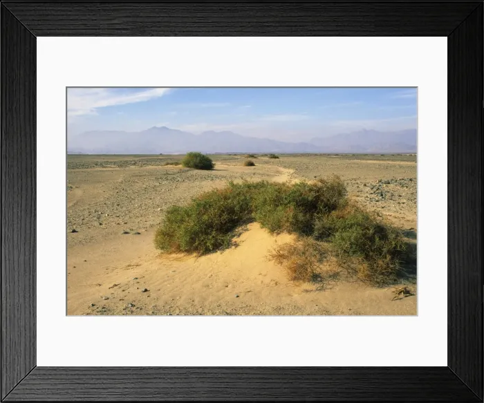 Framed Print : Egypt - a typical morning scene with Zilla spinoza bushes in Arabian desert approx. 50 km from Hurghada town (Red Sea shore), January Eg39. 0267 Framed Print : Egypt - a typical morning scene with Zilla spinoza bushes in Arabian desert approx. 50 km from Hurghada town (Red Sea shore), January Eg39. 0267