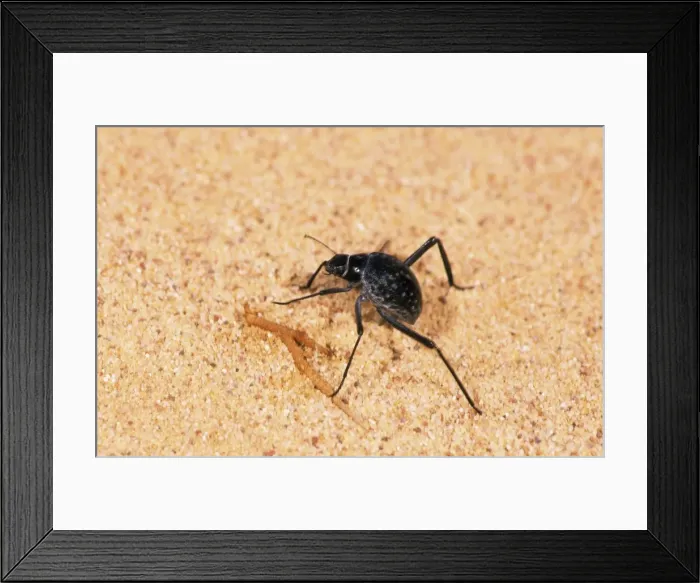 Framed Print : A beetle - runs in sand while feeding in Arabian desert in early morning approx. 50 km from Hurghada town (Red sea shore). January Eg39. 0309 Framed Print : A beetle - runs in sand while feeding in Arabian desert in early morning approx. 50 km from Hurghada town (Red sea shore). January Eg39. 0309