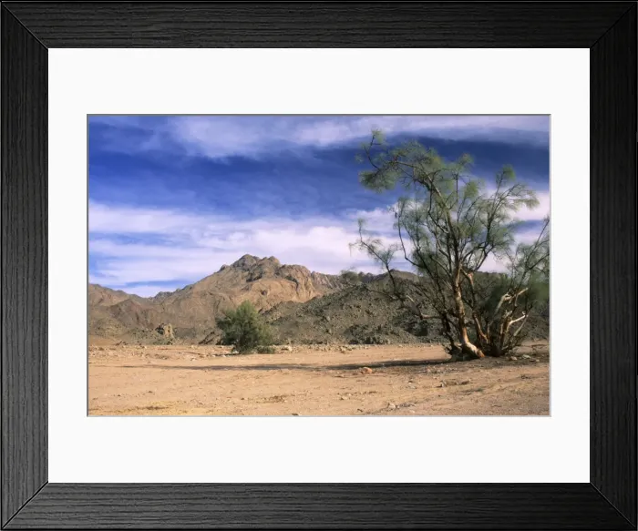 Framed Print : Tamarix trees in a small valley Arabian desert approx. 50 km from Hurghada town (Red Sea shore); January. Eg39. 0323 Framed Print : Tamarix trees in a small valley Arabian desert approx. 50 km from Hurghada town (Red Sea shore); January. Eg39. 0323
