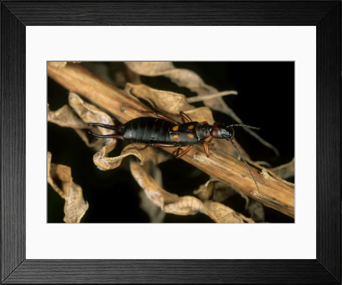 Framed Print : Earwig - in dry foliage, typical in coniferous forest floor in summer; June; Sengilen mountain range, South Tuva, Russia Tu32. 3007 Framed Print : Earwig - in dry foliage, typical in coniferous forest floor in summer; June; Sengilen mountain range, South Tuva, Russia Tu32. 3007