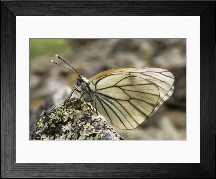 Framed Print : Black-veined White Butterfly - resting on a stone in a mountain forest June; Sengilen mountain range, South Tuva, Russia Tu32. 3008 Framed Print : Black-veined White Butterfly - resting on a stone in a mountain forest June; Sengilen mountain range, South Tuva, Russia Tu32. 3008
