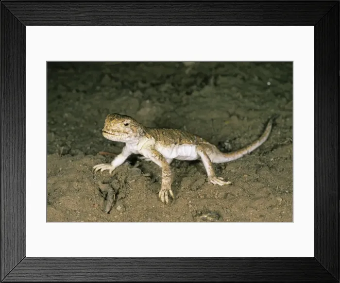 Framed Print : A lizard - disturbed on its feeding territory Tsuger-Als Sands desert, evening; June; South Tuva, Russia Tu32. 3032