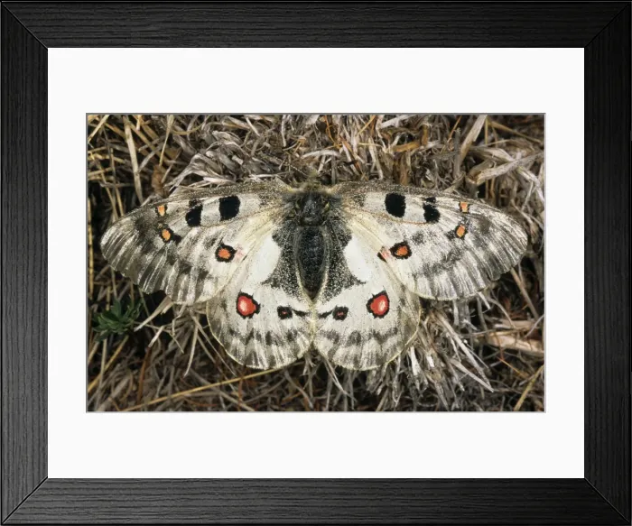 Framed Print : Apollo / Mountain Apollo Butterfly - a typical but rare female butterfly that lives only at approx. 2000 m altitudes in Sengilen mountain range; it flies only when it's sunny (hides in the grass when it's cloudy); June; South Tuva Framed Print : Apollo / Mountain Apollo Butterfly - a typical but rare female butterfly that lives only at approx. 2000 m altitudes in Sengilen mountain range; it flies only when it's sunny (hides in the grass when it's cloudy); June; South Tuva