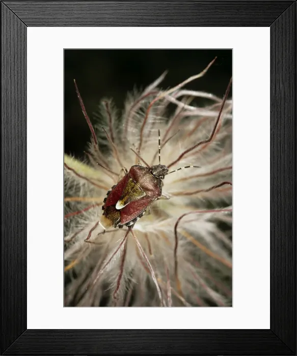 Framed Print : Shield bug - in a dandelion, very active in its breeding period Sengilen mountain range; June; South Tuva, Russia Tu32. 3062 Framed Print : Shield bug - in a dandelion, very active in its breeding period Sengilen mountain range; June; South Tuva, Russia Tu32. 3062
