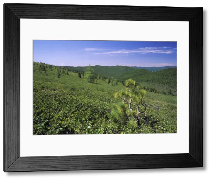 Framed Print : Russia - tundra and semi-tundra on a mountain plateau (taiga-forest is lower on slopes), typical view at high altitudes in Sengilen mountain range at 2500 m altitude; June; South Tuva Tu32. 3066 Framed Print : Russia - tundra and semi-tundra on a mountain plateau (taiga-forest is lower on slopes), typical view at high altitudes in Sengilen mountain range at 2500 m altitude; June; South Tuva Tu32. 3066