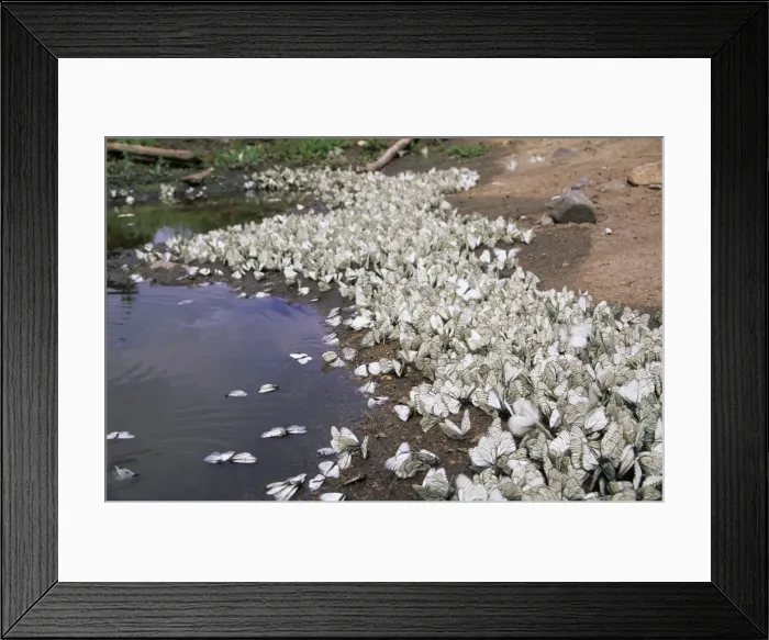 Framed Print : Black-veined White Butterflies - mass concentration near a puddle, rare but very charasteristic for this species quantity explosion June; South Tuva, Russia Tu32. 3082 Framed Print : Black-veined White Butterflies - mass concentration near a puddle, rare but very charasteristic for this species quantity explosion June; South Tuva, Russia Tu32. 3082