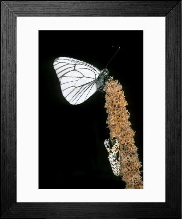 Framed Print : Newly emerged Black-veined White butterfly - hatched from pupa in evening in a forest in Sengilen mountain range June; South Tuva, Russia Tu32. 3083 Framed Print : Newly emerged Black-veined White butterfly - hatched from pupa in evening in a forest in Sengilen mountain range June; South Tuva, Russia Tu32. 3083