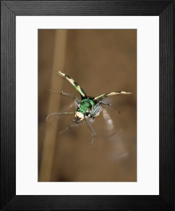 Framed Print : Green Tiger Beetle in flight (front view), predatory beetle hunts in daylight in steppe June; near Erzin settlement, South Tuva, Russia Tu32. 3085 Framed Print : Green Tiger Beetle in flight (front view), predatory beetle hunts in daylight in steppe June; near Erzin settlement, South Tuva, Russia Tu32. 3085