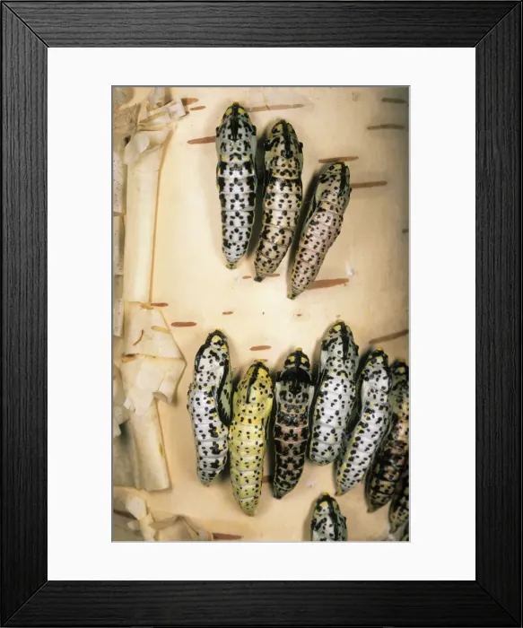 Framed Print : Black-veined White Butterfly - masses of pupae on birch-tree bark (all colours of same species), rare and massive explosion of quantity of butterflies June; South Tuva, Russia Tu32. 3089 Framed Print : Black-veined White Butterfly - masses of pupae on birch-tree bark (all colours of same species), rare and massive explosion of quantity of butterflies June; South Tuva, Russia Tu32. 3089