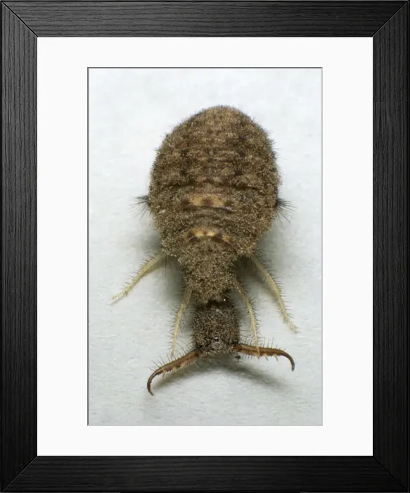 Framed Print : Ants-lion larva on a paper sheet (note giant jaws), dug out from ants lion crater near town Kizil June; Tuva, Russia Tu32. 3093 Framed Print : Ants-lion larva on a paper sheet (note giant jaws), dug out from ants lion crater near town Kizil June; Tuva, Russia Tu32. 3093