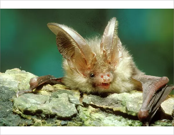 Long-eared Bat Close-up