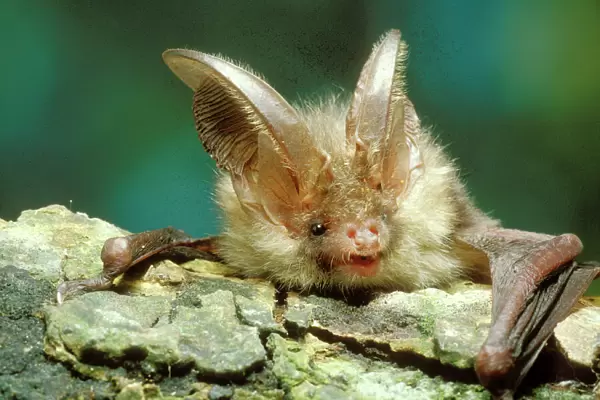 Long-eared Bat Close-up