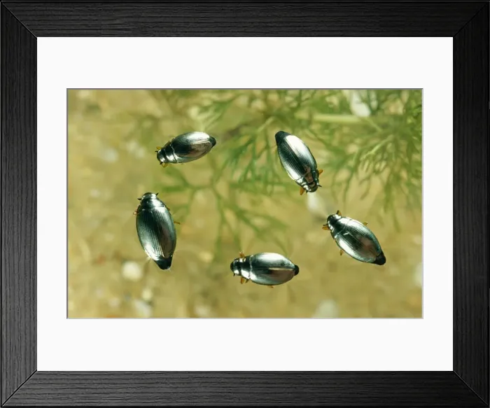 Framed Print : Whirligig Beetles Framed Print : Whirligig Beetles