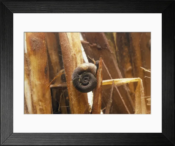 Framed Print : Great Ramshorn Snail Framed Print : Great Ramshorn Snail