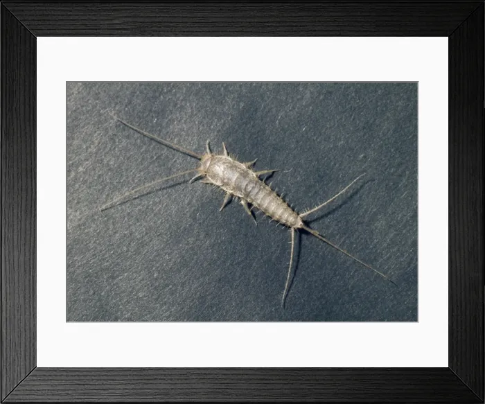 Framed Print : Silverfish Framed Print : Silverfish