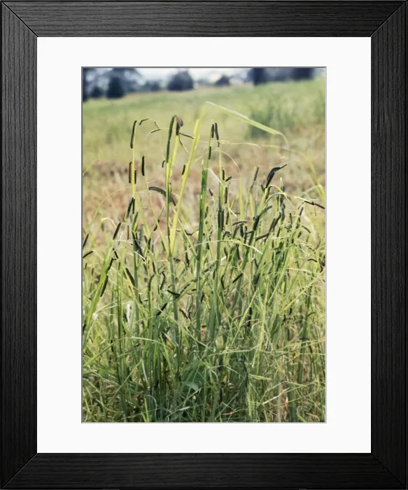 Framed Print : Armyworm - pest of graminaceous crops Framed Print : Armyworm - pest of graminaceous crops