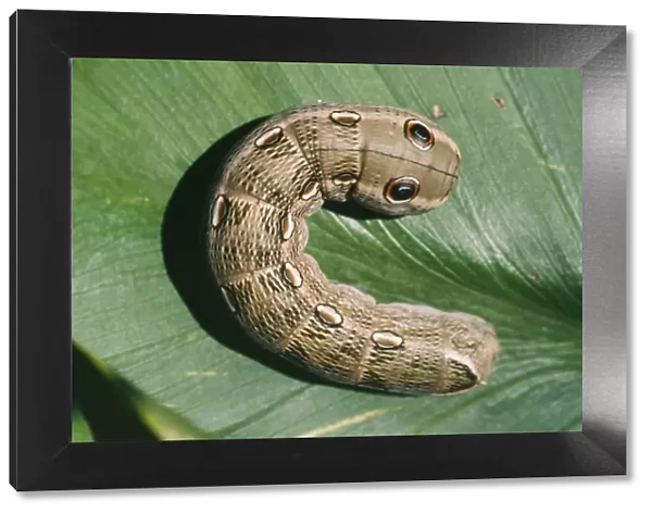 Hawk Moth - caterpillar, threat display. Family:Choerocampinae