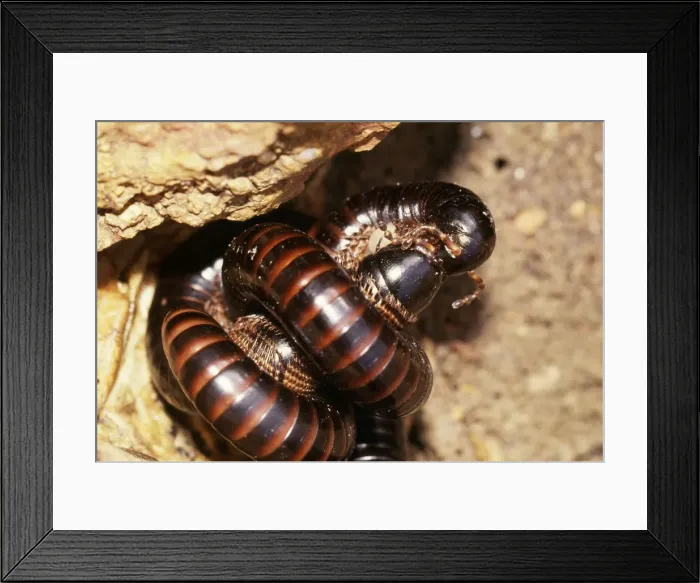 Framed Print : Millipedes - mating Framed Print : Millipedes - mating