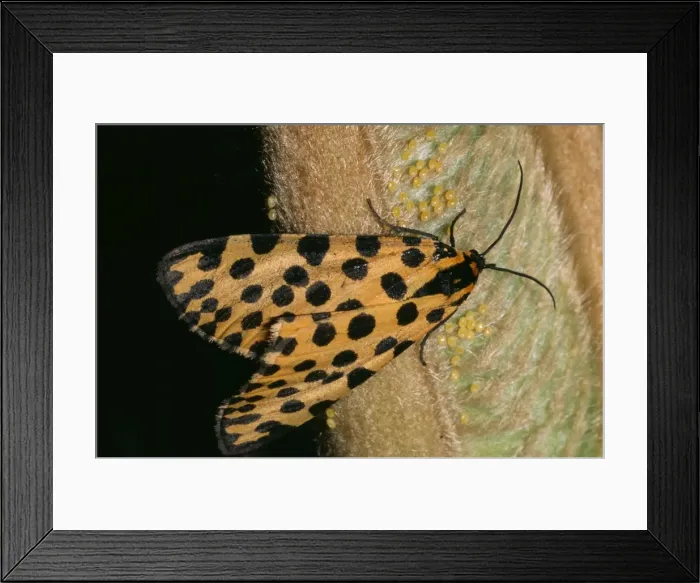 Framed Print : Leopard Moth - ovipositing (depositing of eggs) on cycad fronds Framed Print : Leopard Moth - ovipositing (depositing of eggs) on cycad fronds