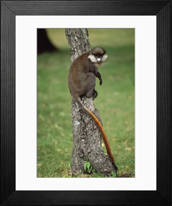 Framed Print : Red-tailed Monkey / Schmidt's Guenon / Schmidt's spot-nosed Guenon / Redtail Monkey / Black-cheeked White-nosed Monkey / Red tailed Guenon - Masai Mara Kenya, Africa Framed Print : Red-tailed Monkey / Schmidt's Guenon / Schmidt's spot-nosed Guenon / Redtail Monkey / Black-cheeked White-nosed Monkey / Red tailed Guenon - Masai Mara Kenya, Africa