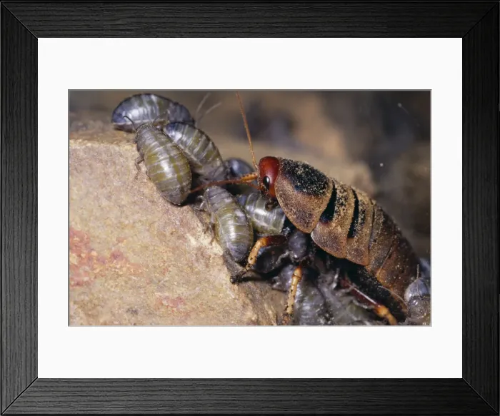 Framed Print : Mountain Cockroach - female nymphs 1-2 hours old South Africa