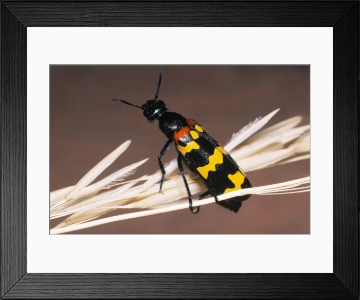 Framed Print : Blister Beetle - warning colours Fam: Meloidae Framed Print : Blister Beetle - warning colours Fam: Meloidae