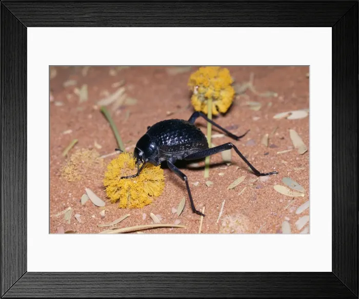 Framed Print : Desert Tenebrionid / Long-legged Beetle - feeding on Acacia flower Namib Desert, Namibia, Africa Framed Print : Desert Tenebrionid / Long-legged Beetle - feeding on Acacia flower Namib Desert, Namibia, Africa