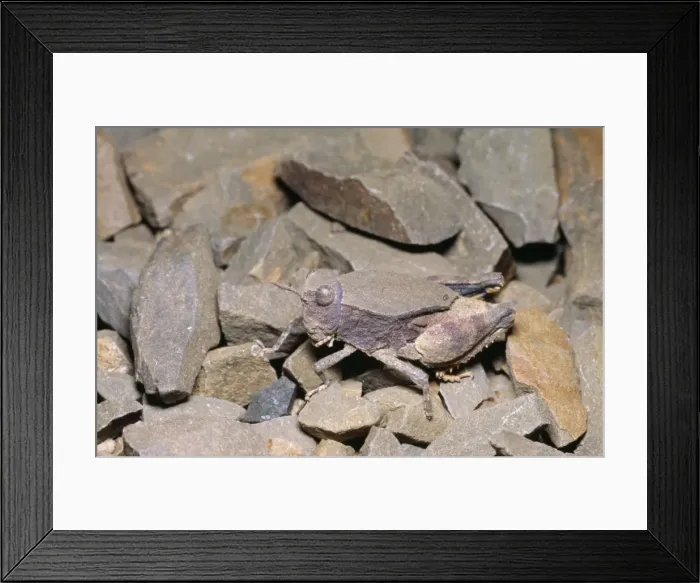 Framed Print : Shale Grasshopper - male, camouflage & mimicry of stones. South Africa Framed Print : Shale Grasshopper - male, camouflage & mimicry of stones. South Africa