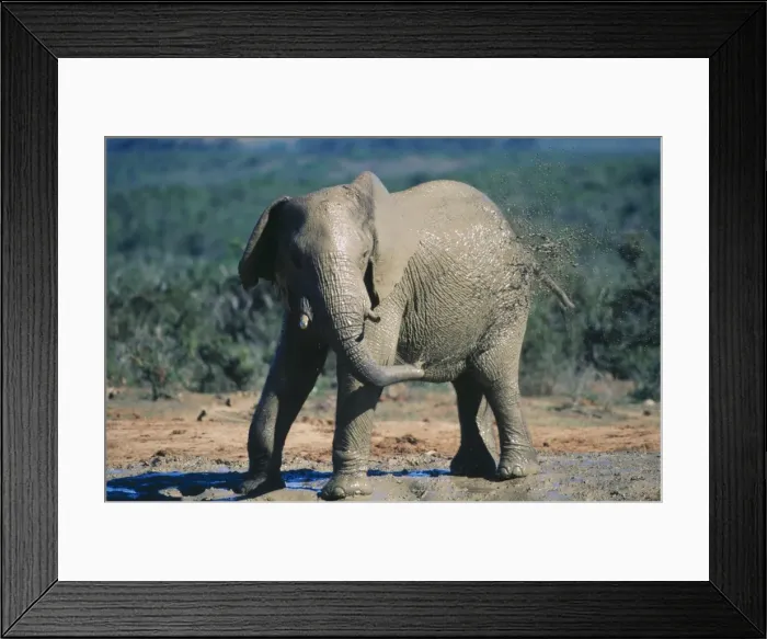 Framed Print : African Elephant - squirting mud Addo National Park, South Africa Framed Print : African Elephant - squirting mud Addo National Park, South Africa
