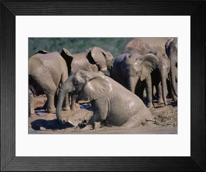 Framed Print : African Elephant - bathing Addo National Park South Africa Framed Print : African Elephant - bathing Addo National Park South Africa