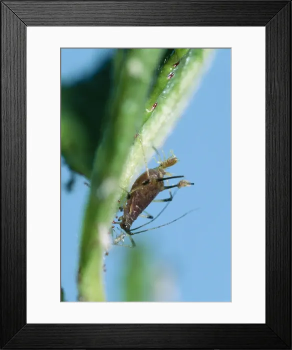 Framed Print : Aphid - giving birth South Africa. Fam: Aphididae Framed Print : Aphid - giving birth South Africa. Fam: Aphididae