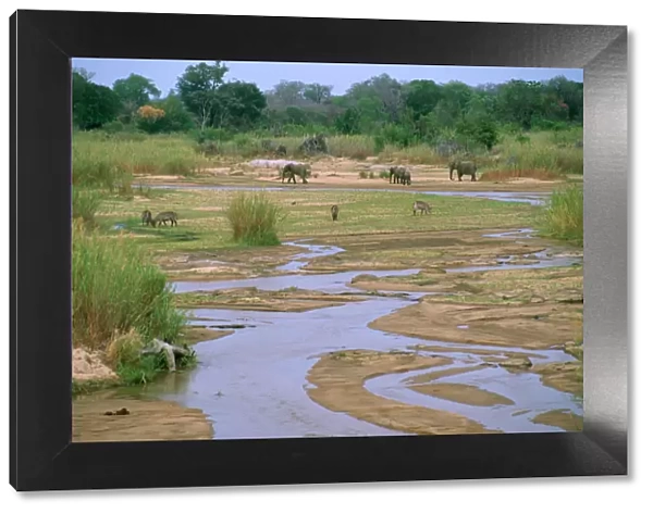 South Africa - Sabie River with Elephant & Waterbuck Kruger National Park