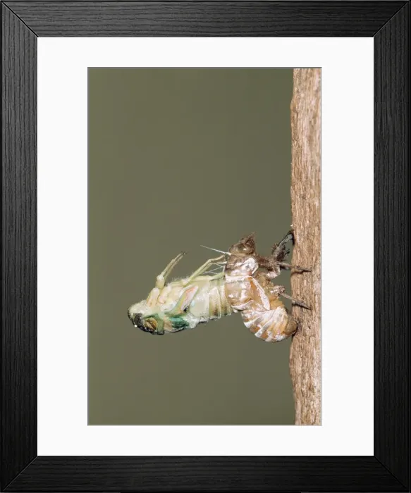 Framed Print : Cicada - adult emerging from nymphal skin, shedding skin (exoskeleton) Kruger National Park, South Africa Framed Print : Cicada - adult emerging from nymphal skin, shedding skin (exoskeleton) Kruger National Park, South Africa