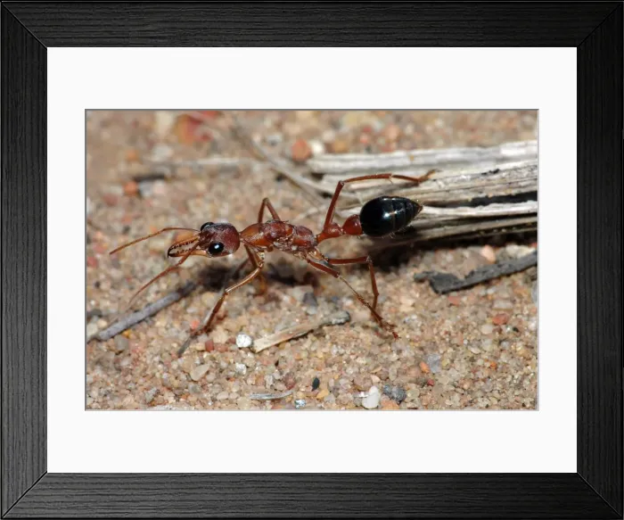Framed Print : Bulldog Ant - Probably a queen, hunting on ground for insects. Workers are aggressive and sting in self-defence. One of the most primitive ant genera. Body length 24mm. Kalbarri, Western Australia Framed Print : Bulldog Ant - Probably a queen, hunting on ground for insects. Workers are aggressive and sting in self-defence. One of the most primitive ant genera. Body length 24mm. Kalbarri, Western Australia
