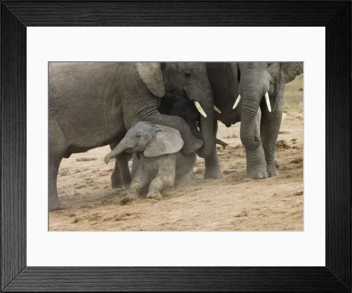 Framed Print : African Elephant. Adult resting foot on youngster's back. Addo Elephant National Park, E. Cape, South Africa Framed Print : African Elephant. Adult resting foot on youngster's back. Addo Elephant National Park, E. Cape, South Africa