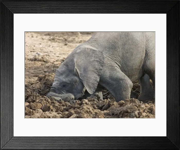 Framed Print : African Elephant. Youngster digging in mud hole. Addo Elephant National Park, E. Cape, South Africa Framed Print : African Elephant. Youngster digging in mud hole. Addo Elephant National Park, E. Cape, South Africa