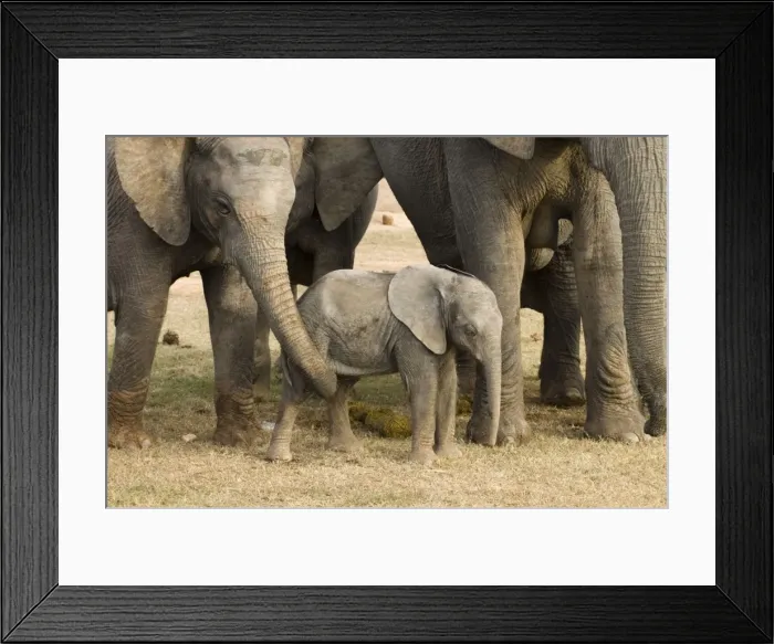 Framed Print : African Elephant. Youngster being fondled by adult. Addo Elephant National Park, E. Cape, South Africa Framed Print : African Elephant. Youngster being fondled by adult. Addo Elephant National Park, E. Cape, South Africa