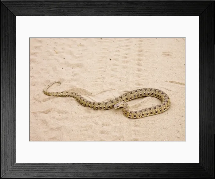 Framed Print : Common Egg-eater Snake basking in roadway. Harmless species that feeds on birds eggs. Common throughout southern Africa. Kgalagadi Transfrontier Park, Northern Cape, South Africa Framed Print : Common Egg-eater Snake basking in roadway. Harmless species that feeds on birds eggs. Common throughout southern Africa. Kgalagadi Transfrontier Park, Northern Cape, South Africa