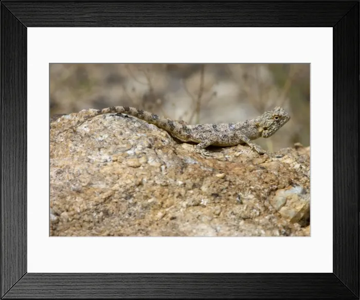 Framed Print : Southern Rock Agama - Female basking on rock. Inhabits rocky outcrops in semi-desert to fynbos areas. Feed mostly on ants and termites, but other arthropods as well. Widespread throughout Cape, also Namibia, Zululand and Mpumalanga escarpment Framed Print : Southern Rock Agama - Female basking on rock. Inhabits rocky outcrops in semi-desert to fynbos areas. Feed mostly on ants and termites, but other arthropods as well. Widespread throughout Cape, also Namibia, Zululand and Mpumalanga escarpment