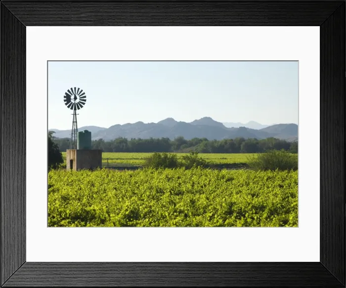 Framed Print : Vineyards and windmill in Orange River Valley at Kakamas, near Upington, Northern Cape, South Africa. Irrigation water obtained from Orange River Framed Print : Vineyards and windmill in Orange River Valley at Kakamas, near Upington, Northern Cape, South Africa. Irrigation water obtained from Orange River