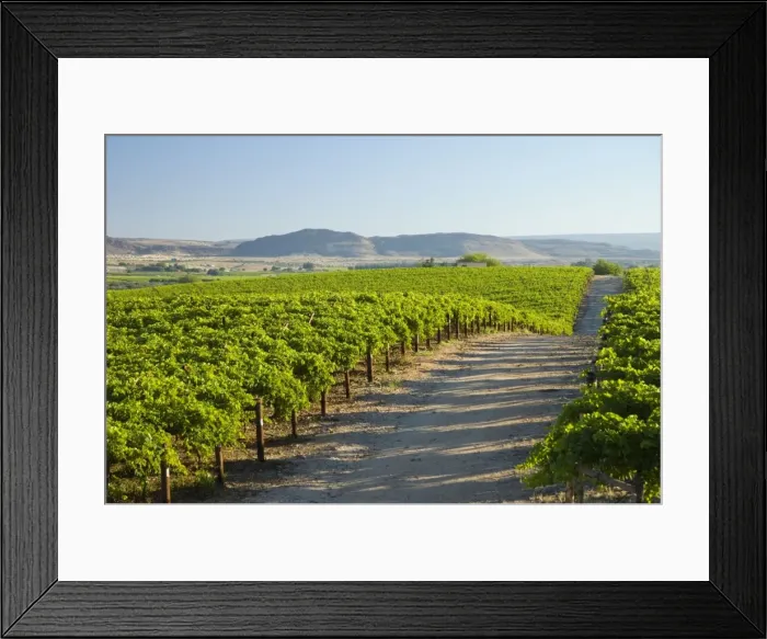 Framed Print : Vineyards in Orange River Valley at Kakamas, near Upington, Northern Cape, South Africa. Irrigation water obtained from Orange River